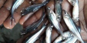 Silver Pangasius Fish Seeds