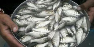 Silver Pomfret Fish Seeds