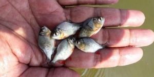 Silver Rupchanda Fish Seeds