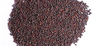 Mustard Seeds