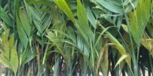 Arecanut Plant