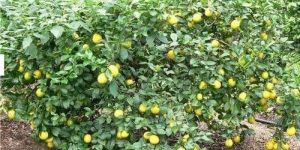 Lemon Plant