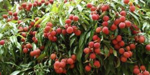 Litchi Plant