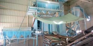 30 80 Plant Great Plant