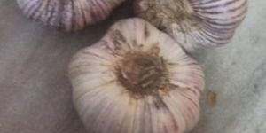 Garlic Bulb