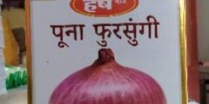 Onion Seeds Poona Fursungi