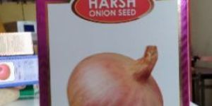 Onion Seed
