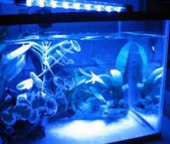 Aquarium Lights