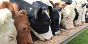 Animal Feed Additive