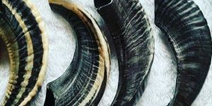 Natural RAM Horn Shofar