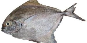 Fresh Black Pomfret Fish