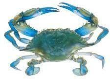 Fresh Blue Crab