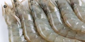 Fresh Vannamei Shrimp