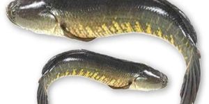 Live Murrel Fish