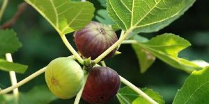 Fig Plant