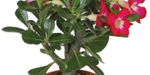 Fresh Adenium Flower