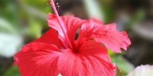 Fresh Hibiscus Flower