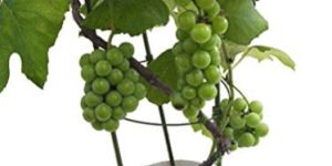 Grape Plant