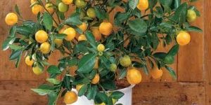 Grapefruit Plant