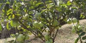 Guava Plant