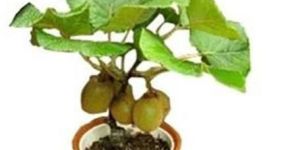 Kiwi Plant