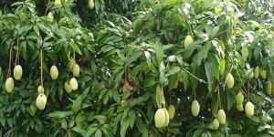 Mango Plant