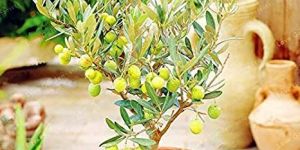 Olive Plant