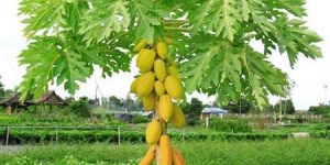 Papaya Plant