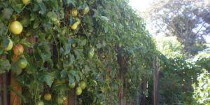 Passion Fruit Plant