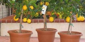Sweet Lemon Plant