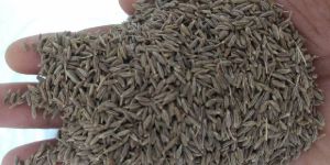 Organic Cumin Seeds