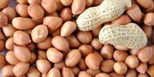Groundnut Kernels