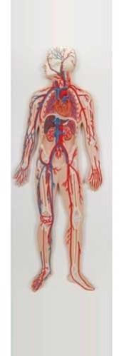 Circulatory System Model