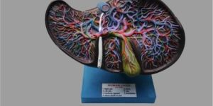 Liver Model