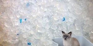 Cat Litter