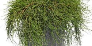 Casuarina Plants