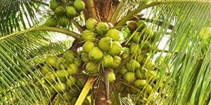 Coconut Plant