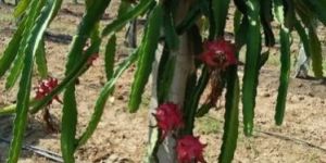 Dragon Fruit Plant