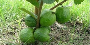 Guava Plant