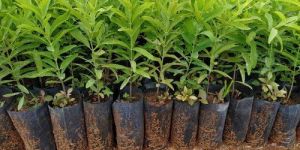 Nursery Sandalwood Plants