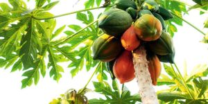 Papaya Plant