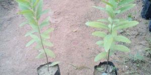 White Sandalwood (Santalum Album )Plants