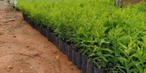 White Sandalwood Plants
