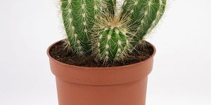 Cactus Plant