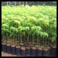 Malabar Neem Plant