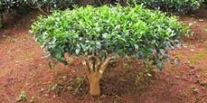 Tea Plant
