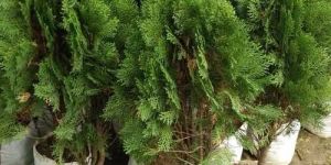Tuja Pine Plant