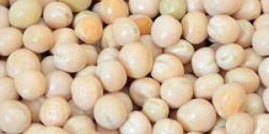 White Peas