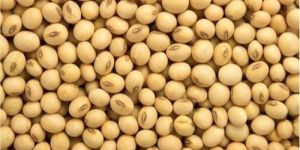 Organic Soybean Seeds