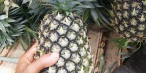 Fresh Pineapple